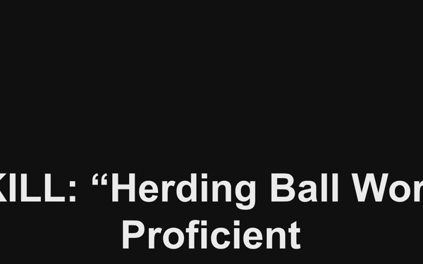 Herding Ball Work - intermediate