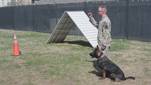 Safe Ball Retrieves - intermediate