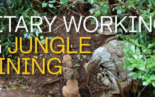 Military Working Dog Jungle Training