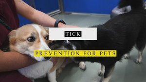 Tick Prevention for Pets