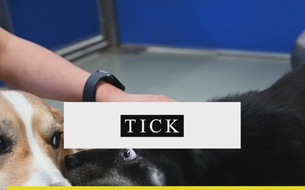 Tick Prevention for Pets