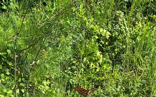 Butterfly in Sumter National Forest