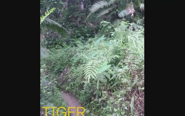 Jungle Live Fire Reel