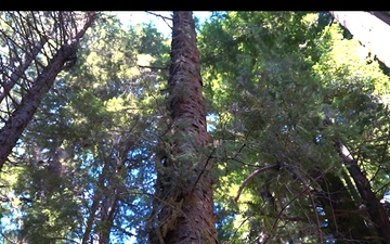 Beyond the Beauty: 201st RED HORSE partners with the National Park Service to preserve America's Redwoods while building readiness