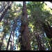 Beyond the Beauty: 201st RED HORSE partners with the National Park Service to preserve America's Redwoods while building readiness