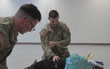 Military Working Dog Training B-Roll Package