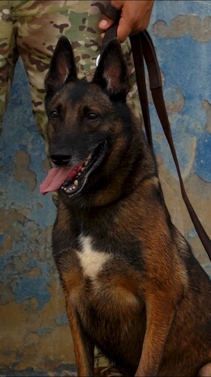 PANAMAX 2026 strengthens partnerships through multinational canine training