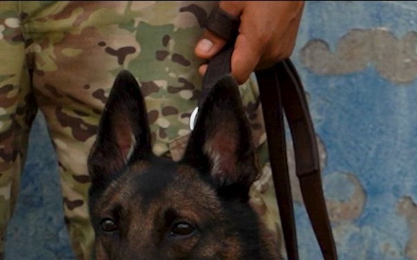 PANAMAX 2026 strengthens partnerships through multinational canine training