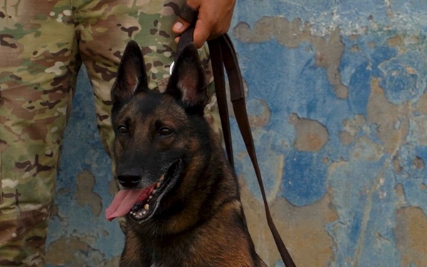 PANAMAX 2026 strengthens partnerships through multinational canine training