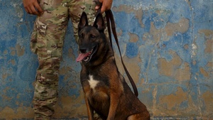PANAMAX 2026 strengthens partnerships through multinational canine training