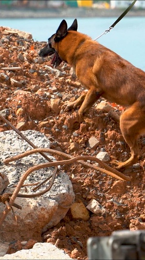 PANAMAX 2026 strengthens partnerships through multinational canine training