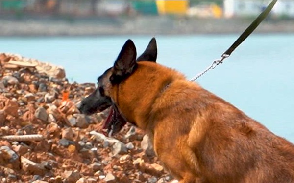 PANAMAX 2026 strengthens partnerships through multinational canine training