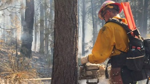 Brewer Fire Hazard Tree Removal