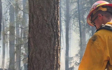 Brewer Fire Hazard Tree Removal