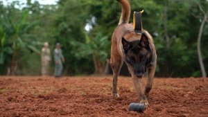 Joint Task Force-Bravo conducts bilateral working dog training with Panama’s Policía Nacional at PANAMAX 2026 - B-roll