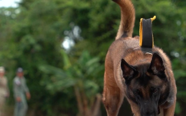 Joint Task Force-Bravo conducts bilateral working dog training with Panama’s Policía Nacional at PANAMAX 2026 - B-roll