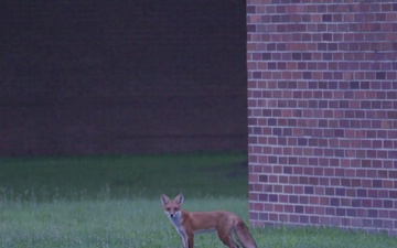 89th Airlift Wing Airmen document red fox sightings across Joint Base Andrews