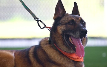 MWD Fox retires after six years of service