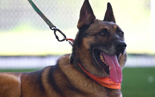 MWD Fox retires after six years of service