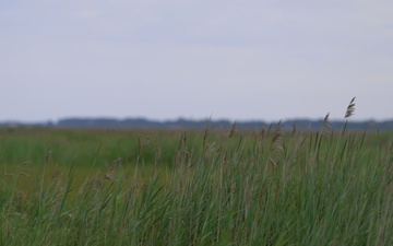 Watch: USACE Restores Roughly 70 Acres of Wetlands at Deal Island