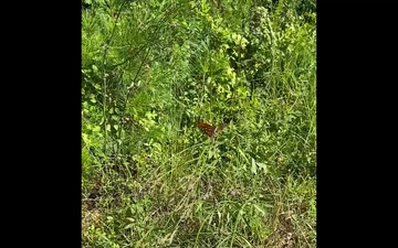 Butterfly in Sumter National Forest