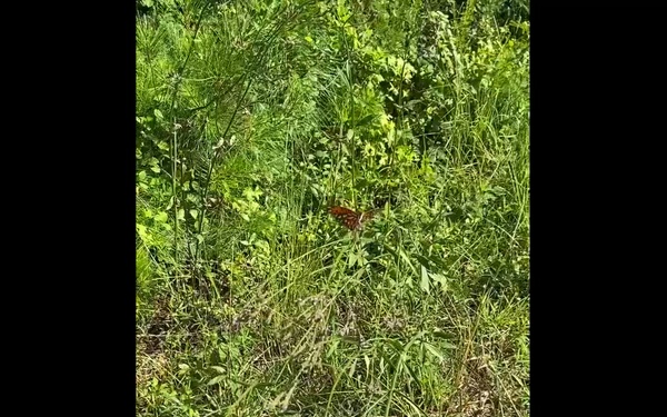 Butterfly in Sumter National Forest