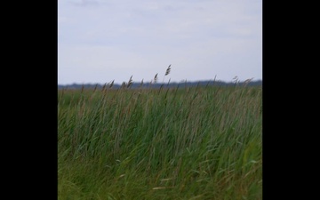 Watch: USACE Restores Roughly 70 Acres of Wetlands at Deal Island