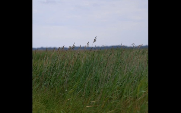 Watch: USACE Restores Roughly 70 Acres of Wetlands at Deal Island