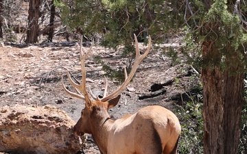 Bull Elk in the Spring Mountains National Recreation Area