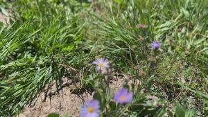 Dixie National Forest and Partners Complete Stream Fence Project