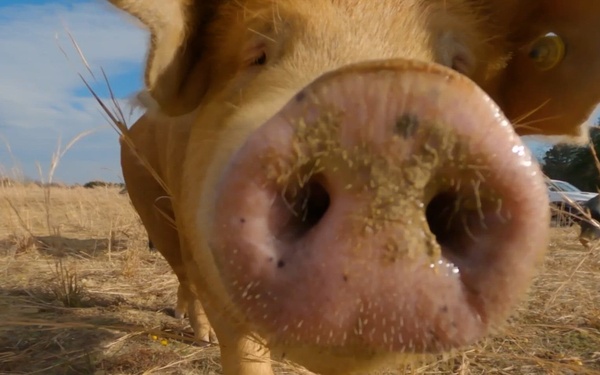 Package: Hogs GoPro