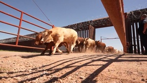Under Secretary Hoskins and Leadership Observe Cattle Inspection and Crossing to US