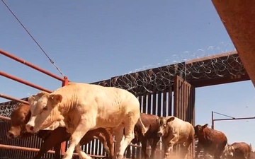 Under Secretary Hoskins and Leadership Observe Cattle Inspection and Crossing to US