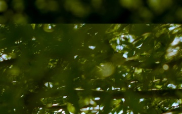 Sights and Sounds of Arlington | The Nature of SAHNC