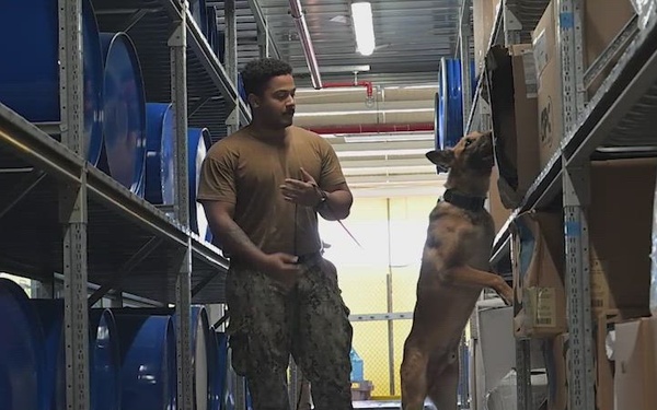 NSA Souda Bay Military Working Dog Training A-roll B-roll