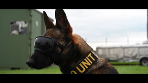 A Different Breed: Yokota’s Four-Legged Force