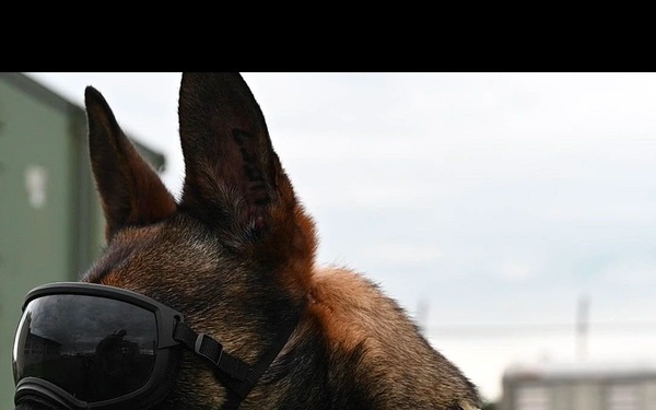 A Different Breed: Yokota’s Four-Legged Force