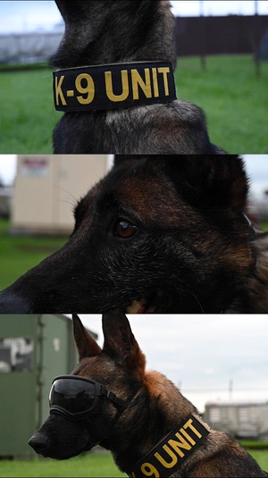 A Different Breed: Yokota’s Four-Legged Force