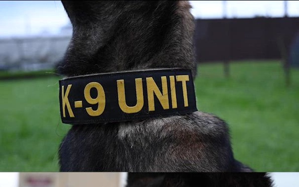 A Different Breed: Yokota’s Four-Legged Force