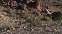 B-Roll: 2nd Bn., 1st Marines conduct company-level assaults during SLTE 4-26