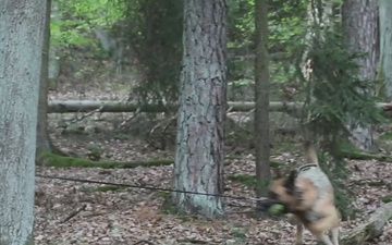K9 Team Sharpens Skills During Deep Strike Exercise III