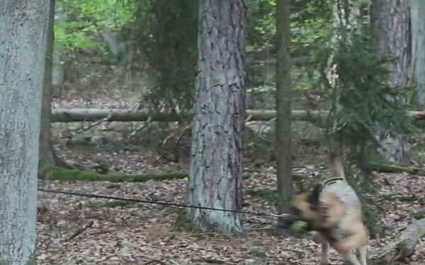 K9 Team Sharpens Skills During Deep Strike Exercise III