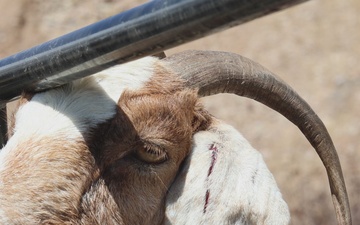 MCAS Miramar conducts Operation Goat Rope at East Miramar