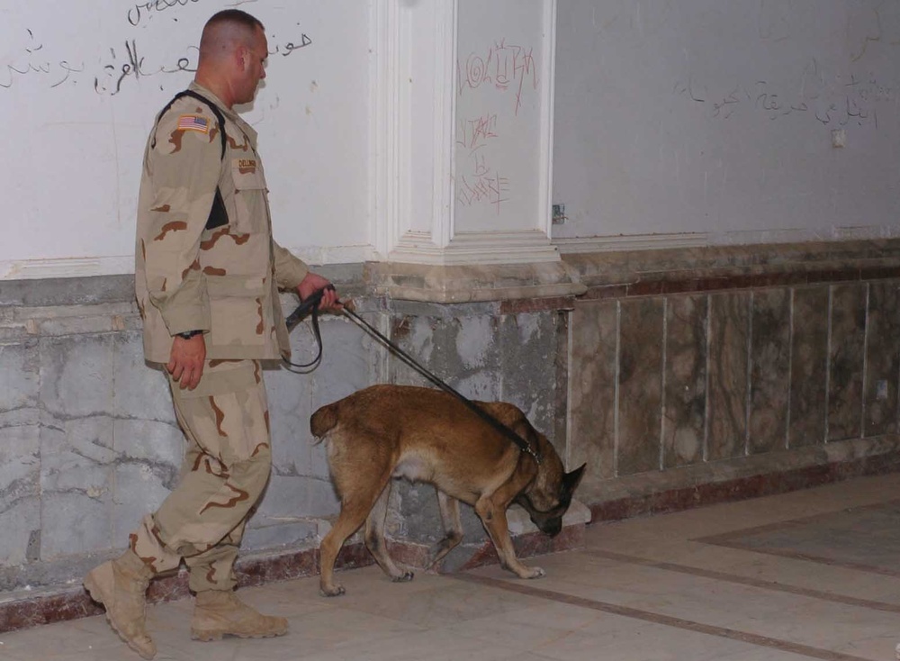 Dog sniffing for explosives