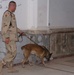 Dog sniffing for explosives