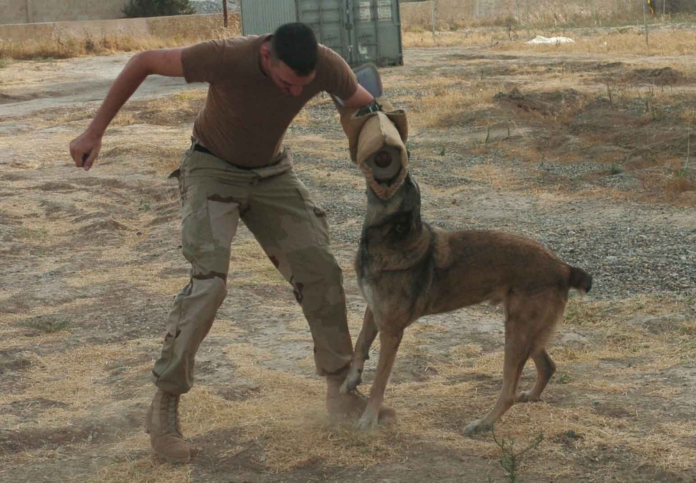 Aggression Training