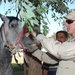 Troopers Instruct Iraqi Horse Handlers