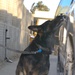 Explosives detection dog, Astor, sniffs a door handle