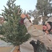 Soldiers places candy canes on a real Christmas tree