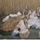 Soldiers look through bags of explosive material